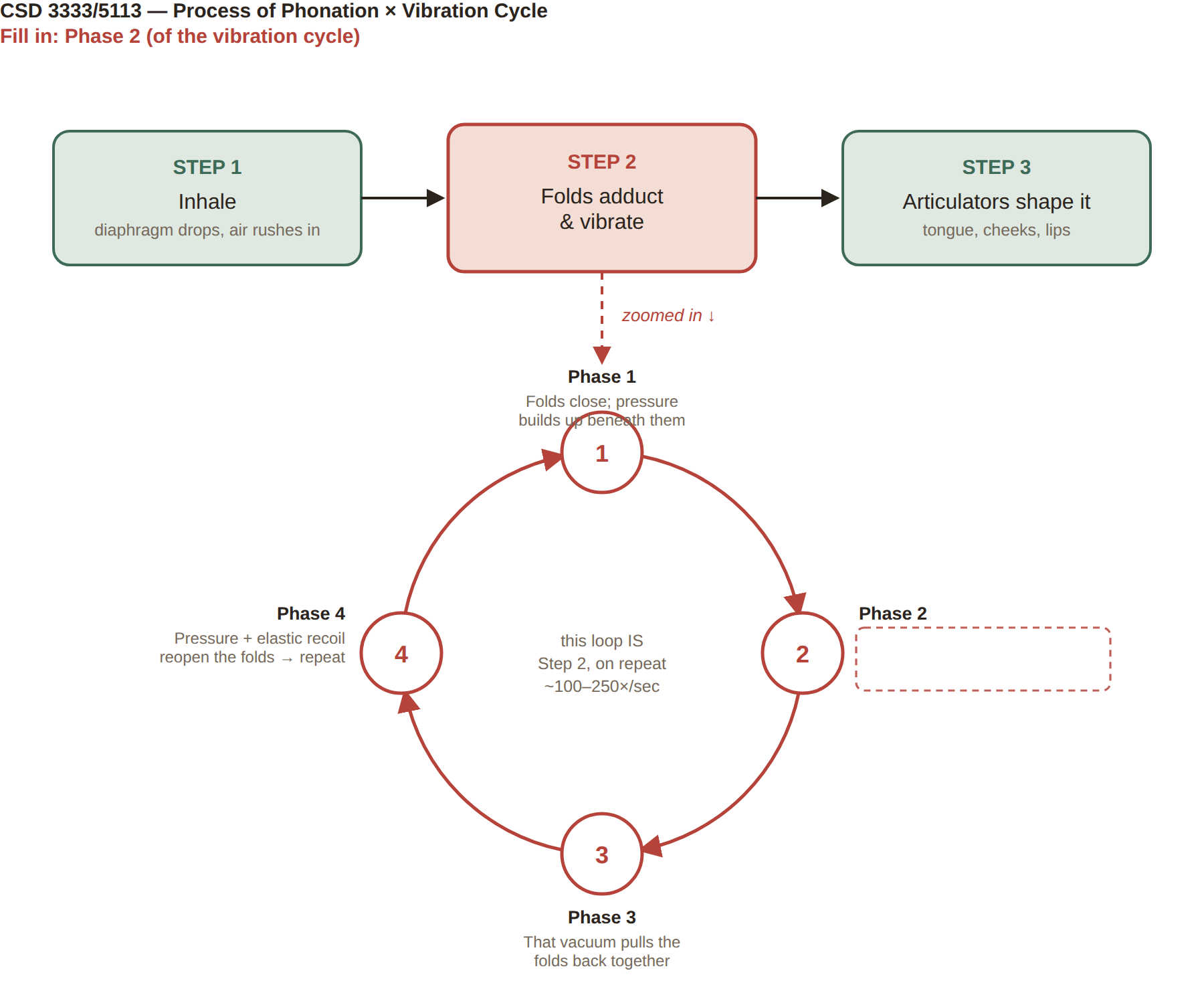 <p>part B in step 2 of phonation (vibration cycle)</p>
