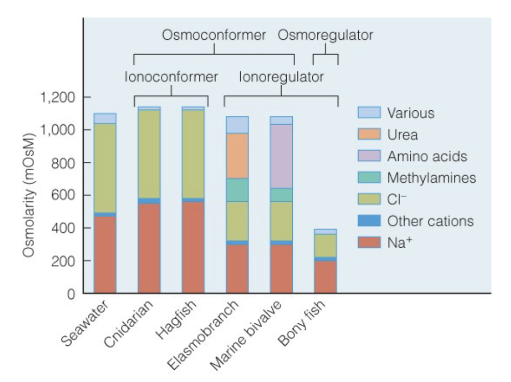 <ul><li><p>regulators have differences in their iono and osmo concentrations</p></li></ul><p></p>