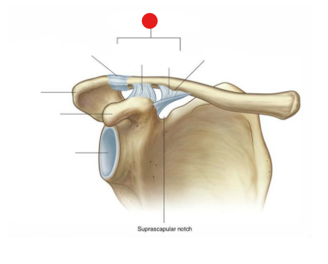 <p>Identify the structure pinned</p>