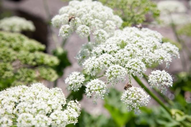<p>Navadni dežen-Heracleum spondylium</p>