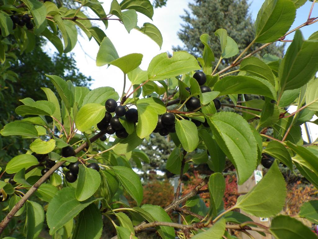 <p>almost opposite, bark has white spots, berries are very close to the stem, rounded leaf margin with teeth, single small thorn at end of twigs, fleshy dark purple to black berrylike fruits.</p>