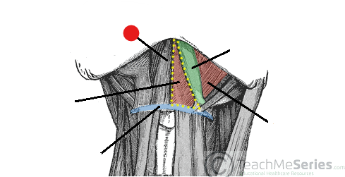<p>Identify the structure pinned</p>