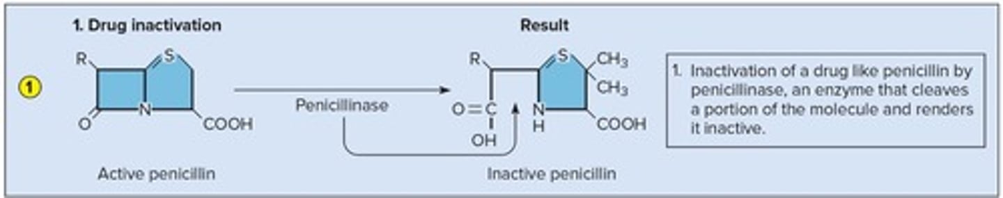 <p>Inactivation of a drug like penicillin by penicillinase, an enzyme that cleaves a portion of the molecule and renders it inactive</p>