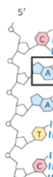 <p>What is the repeating unit of DNA </p>