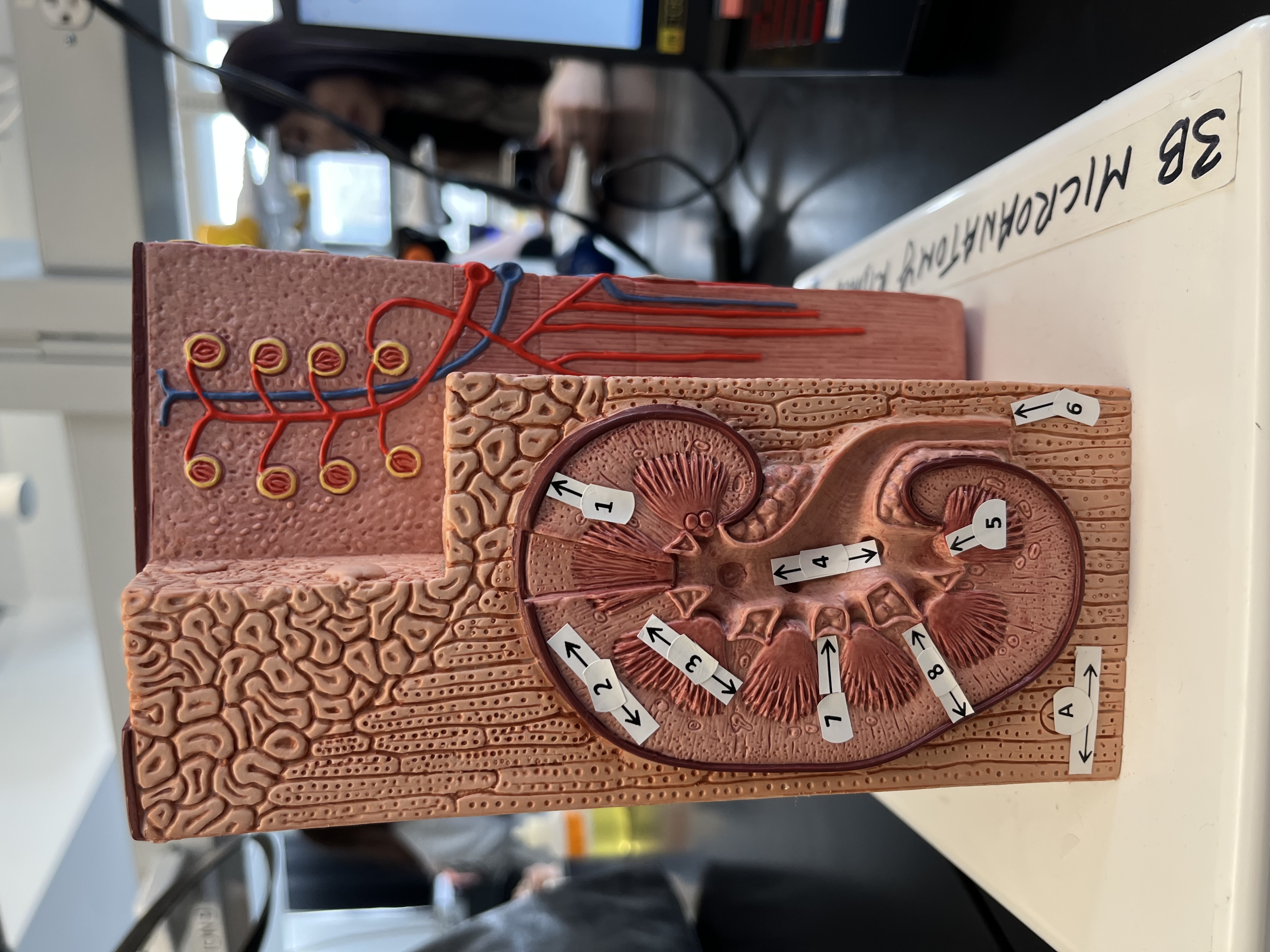 <p>7</p>