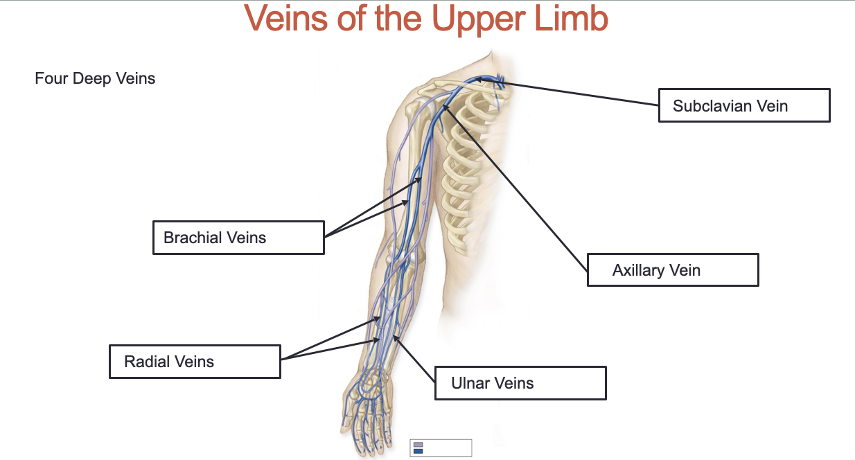 <ol><li><p>Brachial Veins</p></li><li><p>Radial Veins</p></li><li><p>Subclavian Vein</p></li><li><p>Axillary Vein</p></li><li><p>Ulnar Veins</p></li></ol><p></p>