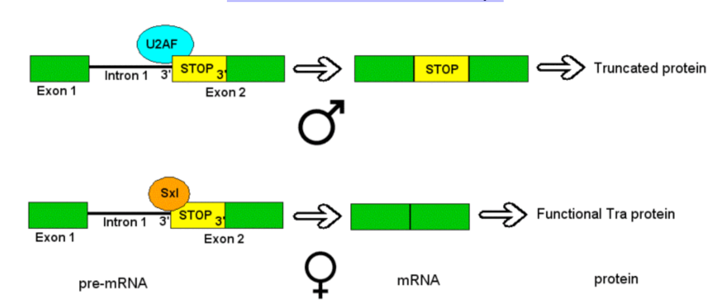 <ul><li><p>males: Sxl is absent; splicing factors recognize the splice acceptor site within intron 1, so exon 2 is included in the mRNA</p><ul><li><p>exon 2 contains a premature stop codon, resulting in non functional Tra protein</p></li></ul></li><li><p>females: Sxl recognizes and binds to the ISS within intron 1, causing exon 2 and its premature stop codon to be spliced out of the mRNA</p><ul><li><p>result: transcript for a functional Tra protein</p></li></ul></li></ul><p></p>