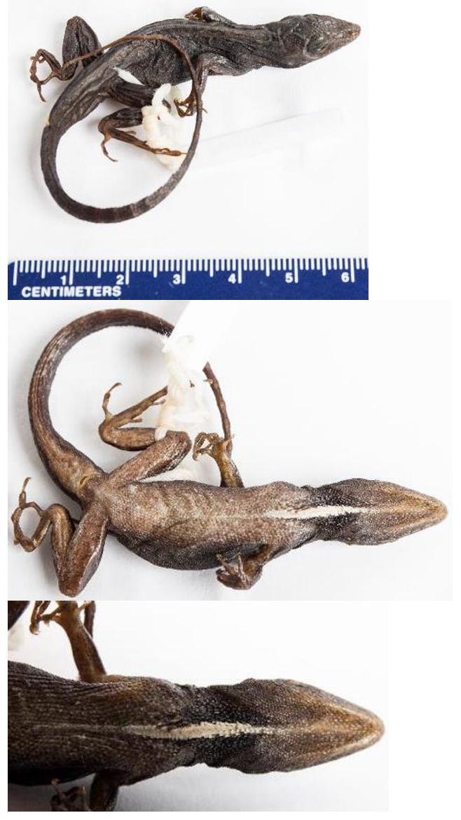 <p>Family: Anolidae/Dactyloidae (Dewlap present, toepads expanded)</p><p>Family name: Anoles</p>