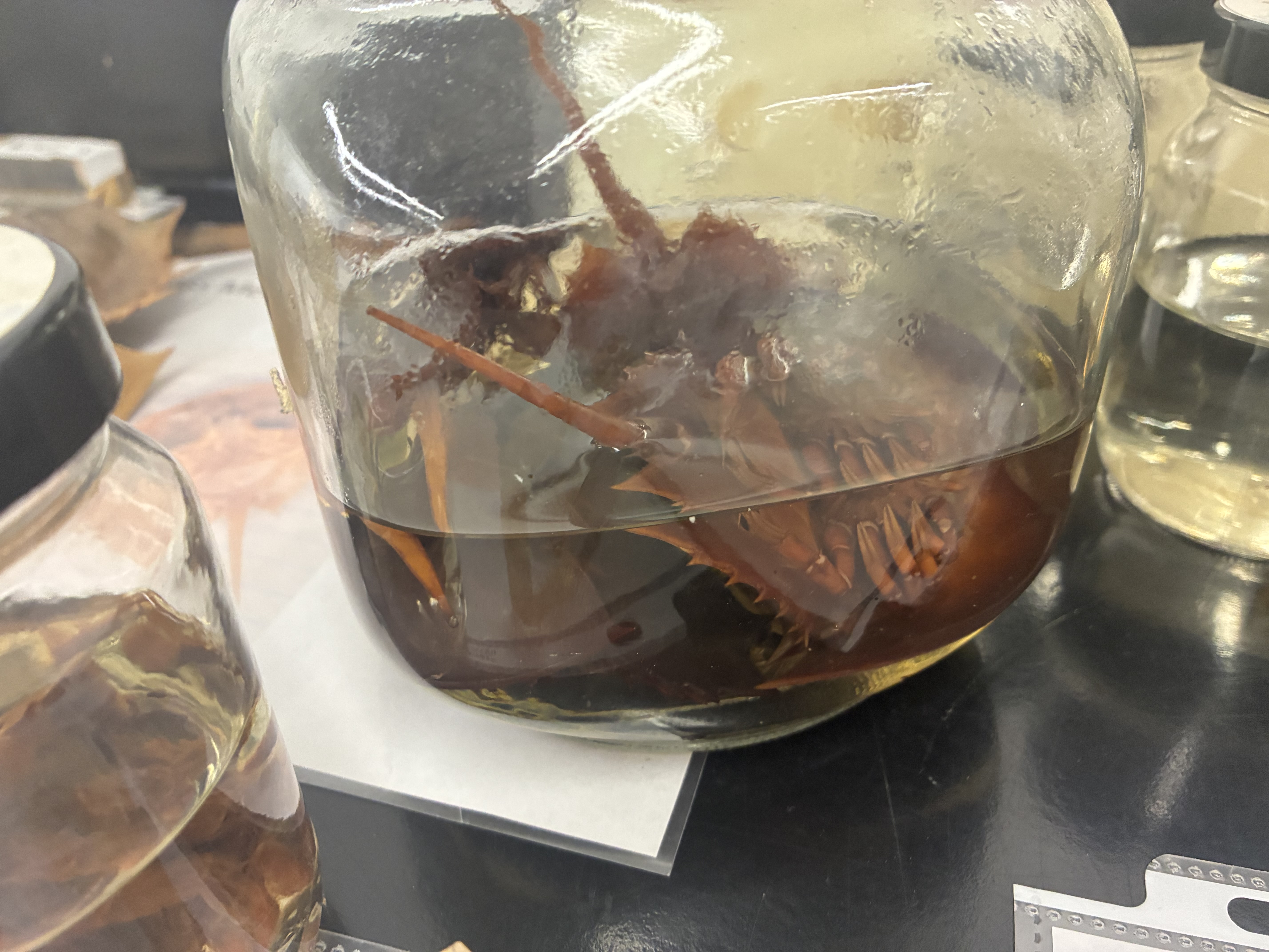 <p>Phylum, class, &amp; key characteristic?</p>