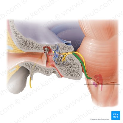 <p>inner ear</p>