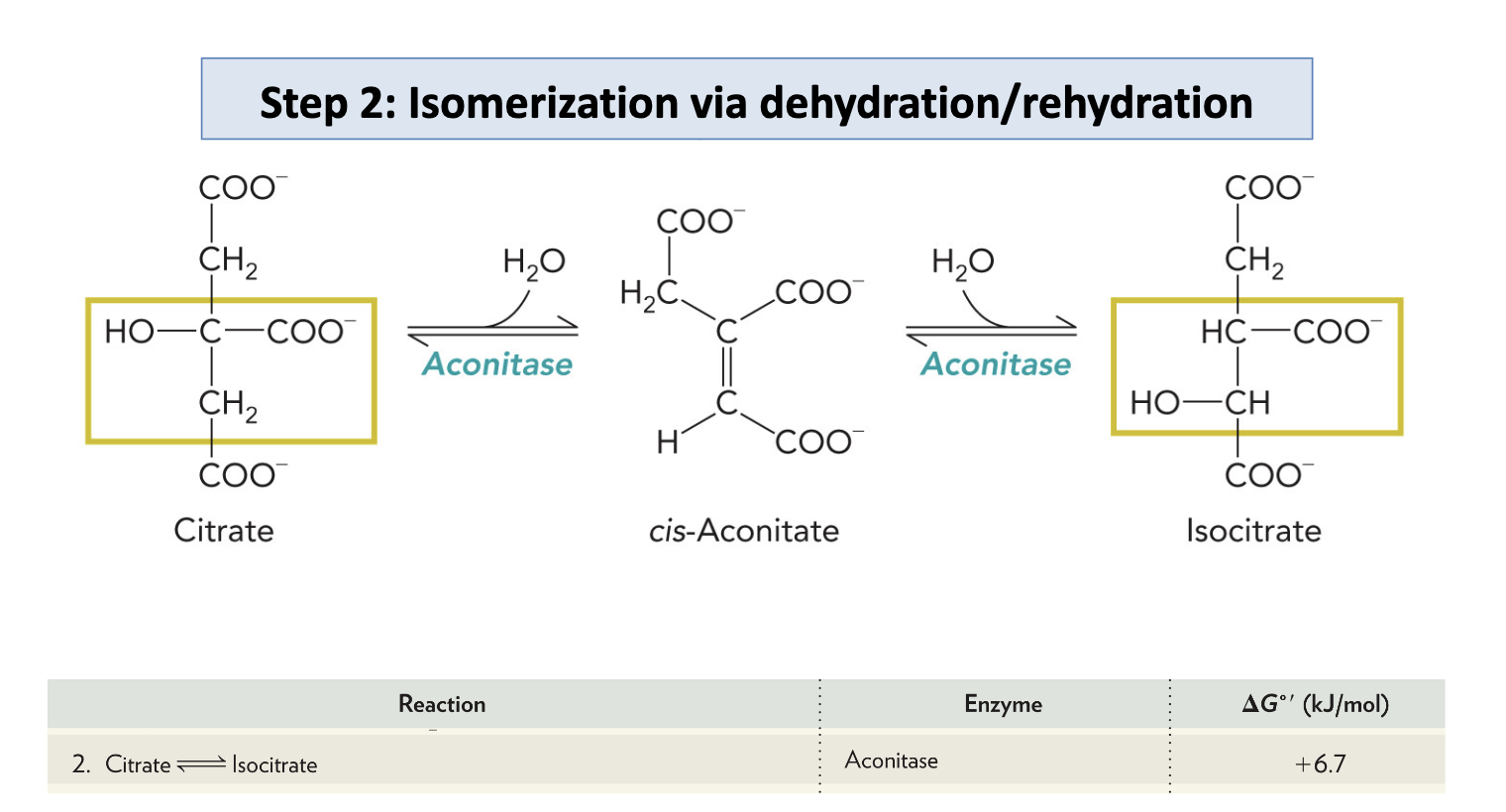 <p>Aconitase catalyzes the reversible isomerization of citrate to isocitrate</p>