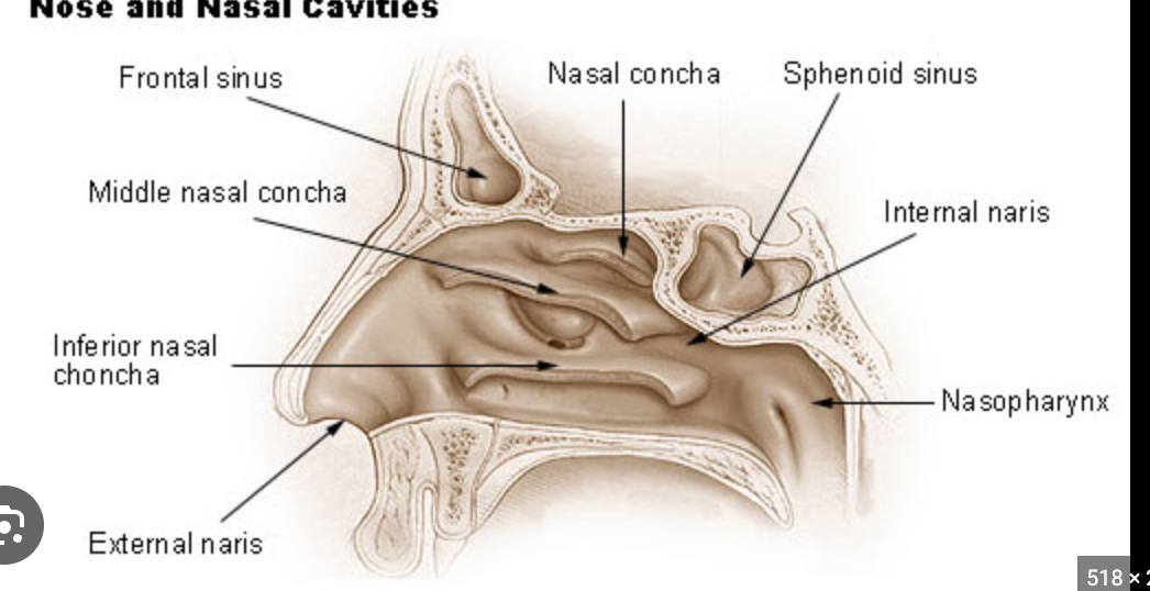 knowt flashcard image