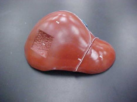 <p>organ </p>