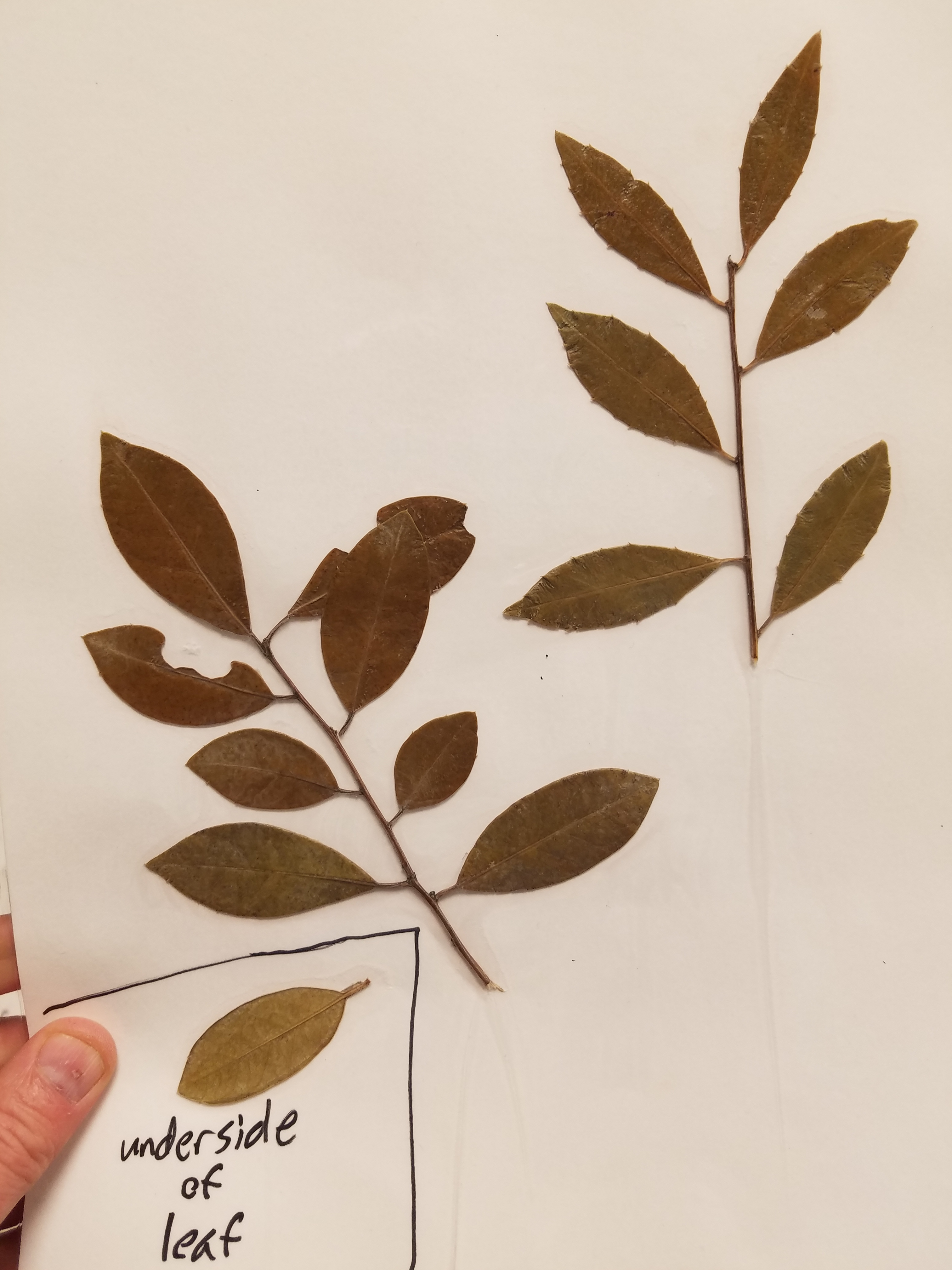 <p>What is the common name?</p>