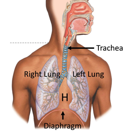 <ul><li><p>in thoracic cavity → under ribs & separated by diaphragm (away from abdominal cavity)</p></li></ul><p></p><ol><li><p>TRACHEA </p><ol><li><p>#1 airway bring air from mouth & nose</p></li><li><p>cartilage + smooth muscle </p></li><li><p>divided into bronchi </p></li></ol></li><li><p> BRONCHI </p><ol><li><p>large airways, subdivided into 1st, 2nd, 3rd, etc.</p></li><li><p>smooth muscle + cartilage </p></li></ol></li><li><p>BRONCHOLES </p><ol><li><p>X cartilage, only smooth muscle </p></li><li><p>sub divide into further terminal bronchioles </p></li></ol></li><li><p>AVELOLI (gas exchange)</p></li></ol><p></p>