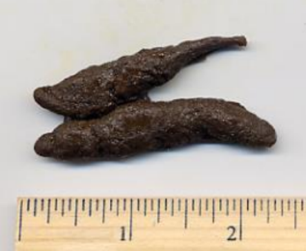 <ul><li><p>small</p></li><li><p>tubular</p></li><li><p>skunky scent</p></li><li><p>midst of trail</p></li><li><p>may be made up of insect parts, contain seeds, or be smooth</p></li></ul><p></p>