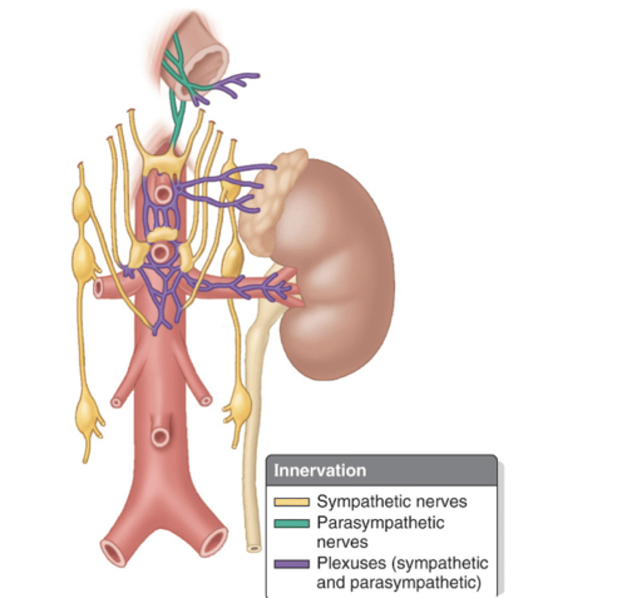 <p>what is the aorticorenal ganglion and renal plexus sympathetically innervated by?</p>