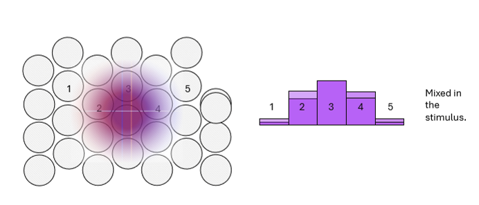 <p>They cannot be distinguished as separate stimuli because the same cones respond to both dots.<br>The overlapping blur circles activate identical receptors, so the stimulus is perceived as slightly wider, not misaligned or double.</p>