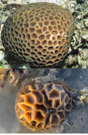 <p>CNIDARIA Stony coral</p>