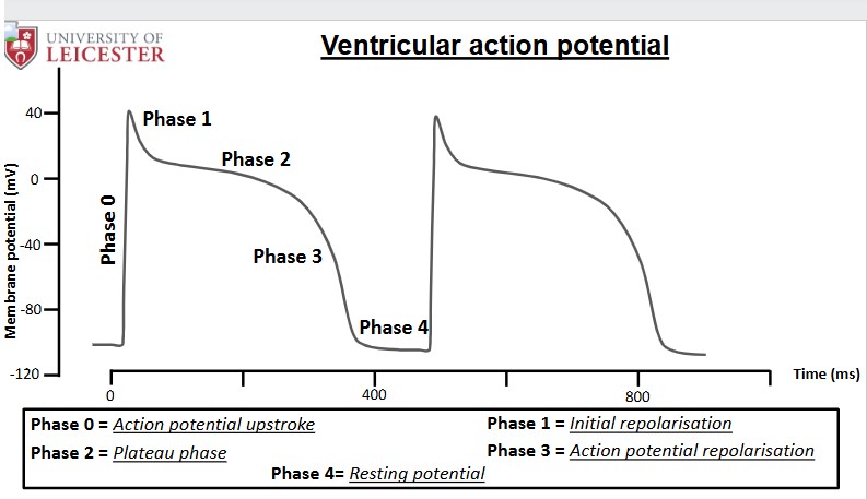 <p>Phase 0: rapid Na+ influx = fast depolarisation</p><p>Phase 1: brief k+ efflux = small initial repolarisation</p><p>Phase 2: Plateau Phase </p><ul><li><p>ca2+ influx and K+ efflux are equal </p></li><li><p>m.p. remains constant </p></li><li><p>allows for ventricle contraction </p></li></ul><p>Phase 3: K+ efflux = repolarisation</p><p>Phase 4: Stable m.p. around -85mv </p><p></p>