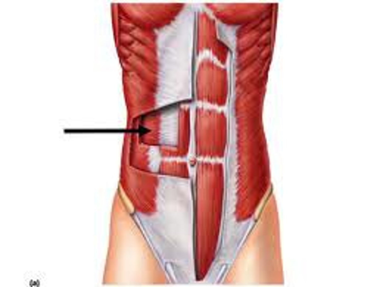 <p>Action - compresses abdomen</p>
