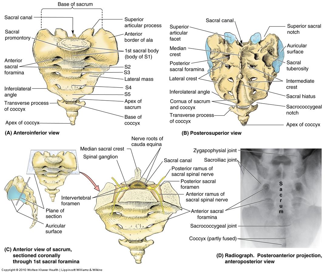 <ol><li><p>sacral promontory: <span>Prominent anterior edge of S1 body; important obstetric landmark</span></p></li><li><p>Sacral canal: <span>continuation of vertebral canal; contains cauda equina nerve roots</span></p></li><li><p>superior articular processes: <span>articulate with L5</span></p></li><li><p>auricular surface: <span>ear-shaped lateral surface for articulation with ilium at sacroiliac joint</span></p></li><li><p>anterior sacral foramina: <span>openings for anterior rami of sacral spinal nerves</span></p></li><li><p>posterior sacral foramina: <span>openings for posterior rami of sacral spinal nerves</span></p></li><li><p>median sacral crest: <span>fused spinous processes along midline posteriorly</span></p></li><li><p>sacral hiatus: <span>opening at inferior end of sacral canal; used for caudal epidural anesthesia</span></p></li><li><p>apex of sacrum: <span>inferior tip; articulates with coccyx</span></p></li></ol><p></p>