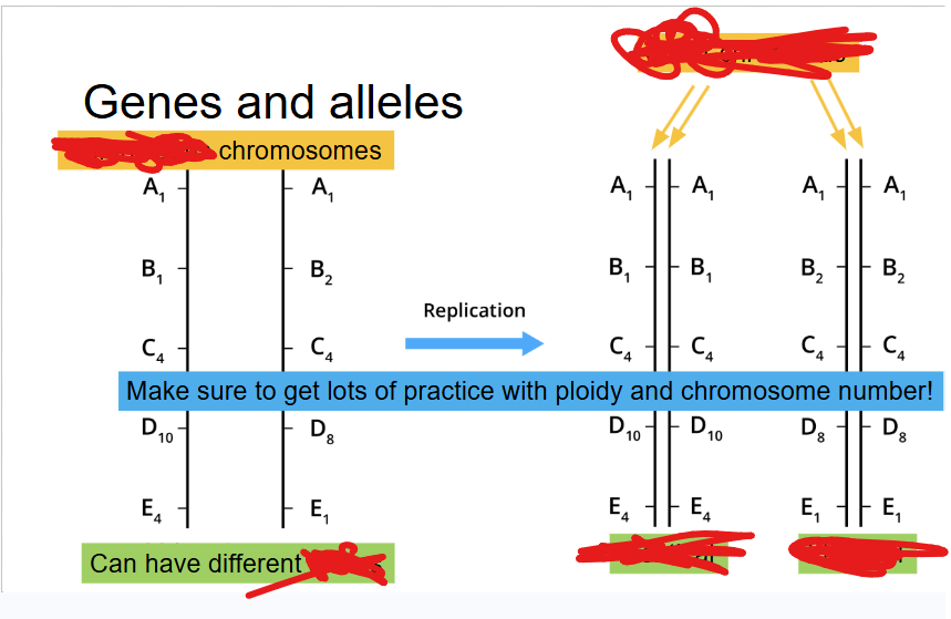 <p>look at the left</p><p>they can have diff wuttt</p>