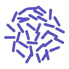 <p>what is this cell shape called?</p>