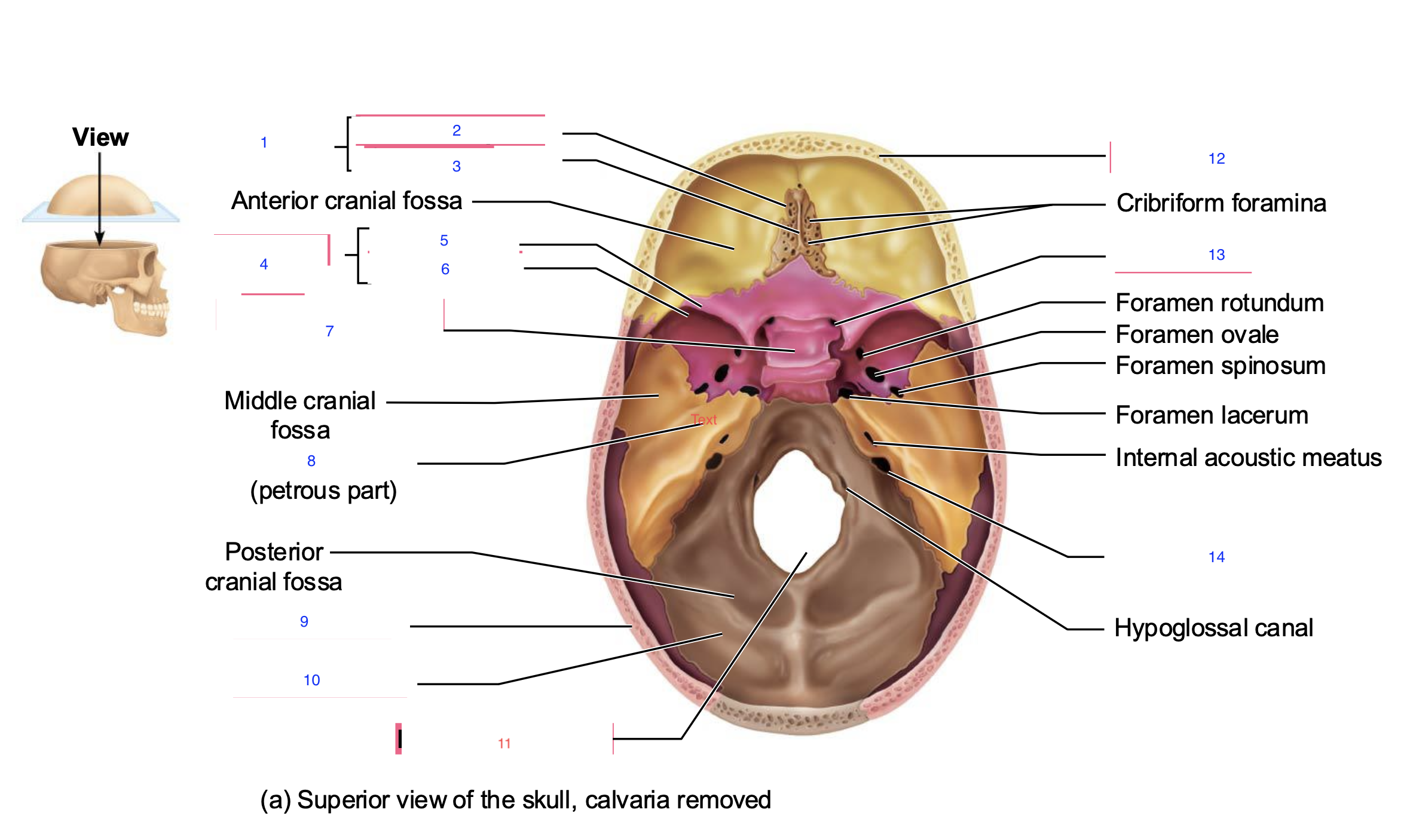 <p>14</p>