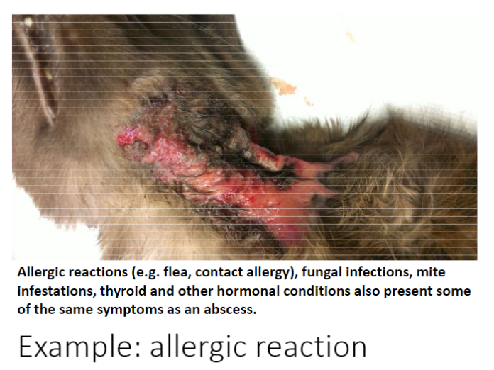 <p><strong>Causes</strong><br> Flea bites, contact allergens, fungal infections, mite infestations, thyroid or hormonal conditions</p><p><strong>Symptoms</strong><br> Similar to abscess: inflammation, redness, irritation, discomfort</p><p><strong>Pain Mechanism</strong><br> Inflammation and tissue irritation trigger unpleasant sensations</p>