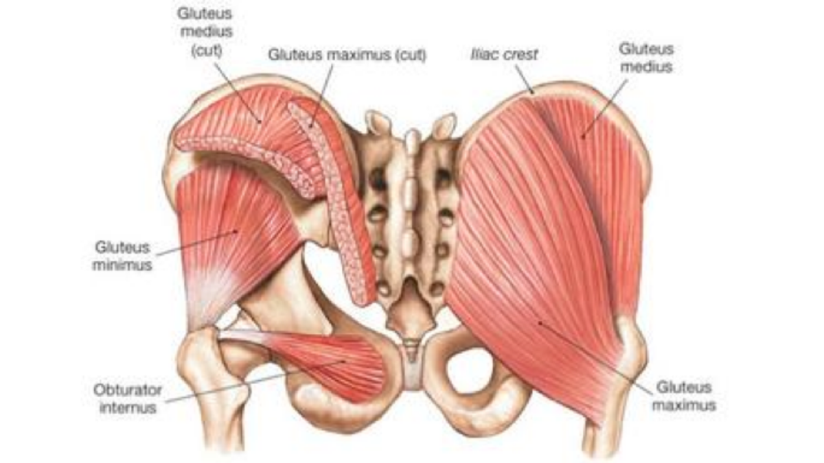 <ul><li><p>a small, triangular muscle in the deep posterior region of the hip extending from the gluteal surface of the ilium to the proximal end of the femur</p></li><li><p>acts in synergy with the gluteus medius to produce  internal rotation and abduction of the thigh at the hip joint</p></li><li><p>stabilizes the pelvis in the gait cycle</p></li></ul><p></p><p>origin → gluteal surface of the ilium (between the anterior and inferior gluteal lines)</p><p>insertion → anterior aspect of greater trochanter of femur</p><p>action → thigh abduction at the hip joint, thigh internal rotation at the hip joint (anterior part), pelvis stabilization</p><p>innervation → superior gluteal nerve (L4-S1)</p><p>blood supply → superior gluteal artery, trochanteric anastomosis</p>