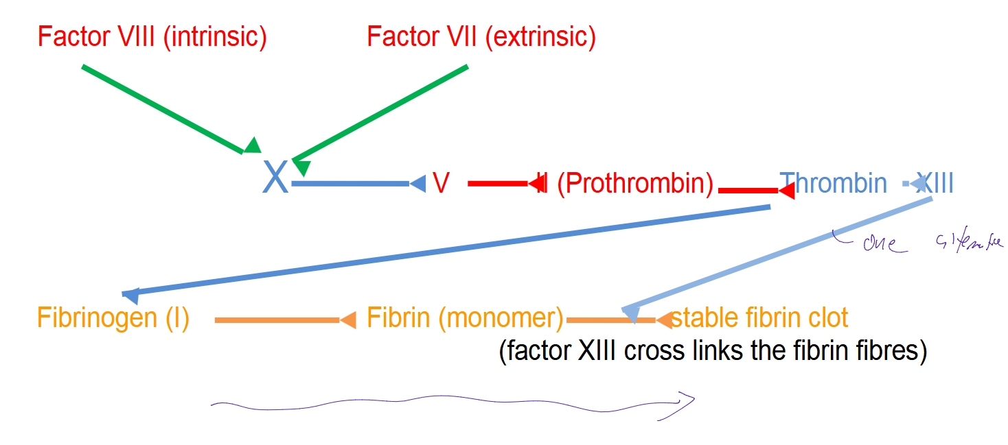 <ul><li><p>Factor VIII (intrinsic) and/or Factor VII (extrinsic) activate factor X</p></li><li><p>X→V→II (prothrombin)→ Thrombin → XIII</p></li><li><p>Thrombin can activate Fibrinogen (I)→Fibrin (monomer) → to form a stable fibrin clot</p><ul><li><p>(factor XIII cross links the fibrin fibres)</p></li><li><p>XIII can direcrly bind to fibrin and form the stable clot</p></li></ul></li></ul><p></p>