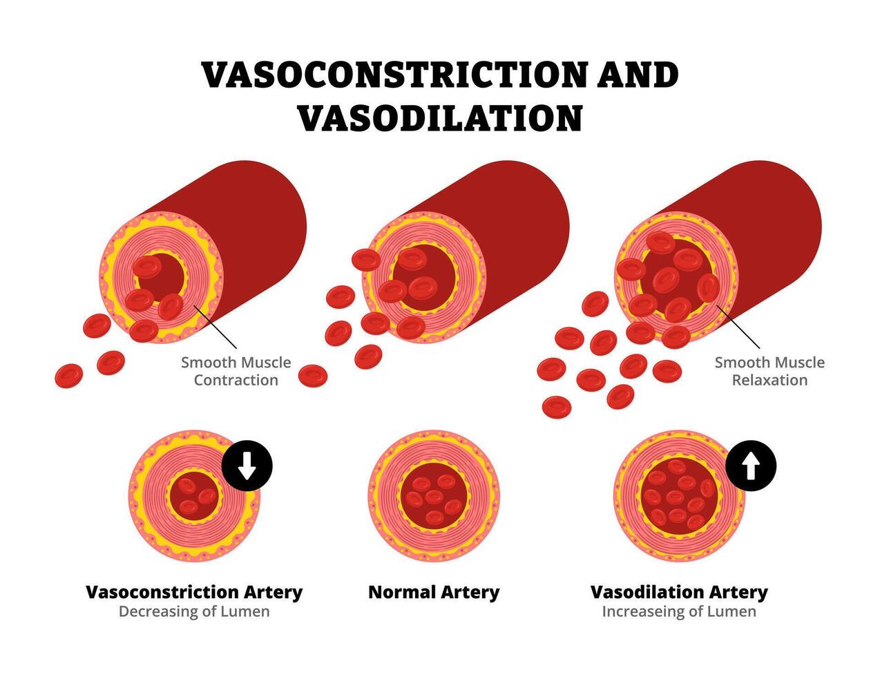 <p>Widening of blood vessels, decreasing blood pressure.</p>