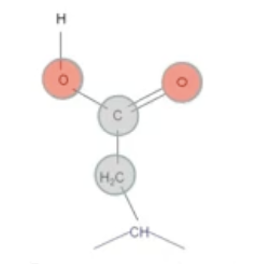 <p>D<br>Polar, Negative, Acidic (-COO)</p>
