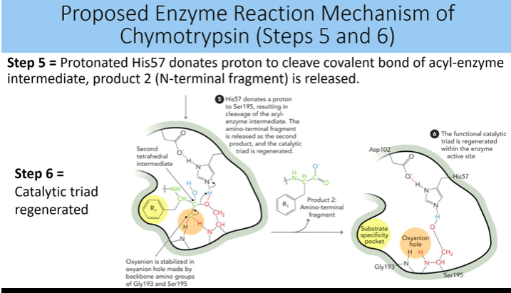 <p>protonated his 57 donates h → cleaves covalent bond of ayl enzyme intermediate, product 2 (n terminal gragment is released</p><p></p><p>step 6: catalytic triad is regenerated</p>