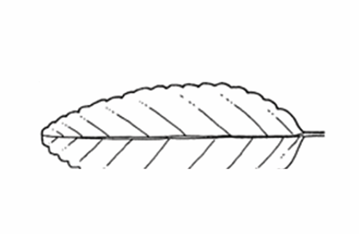 <p>A leaf margin with shallow, rounded teeth or a scalloped edge.</p>