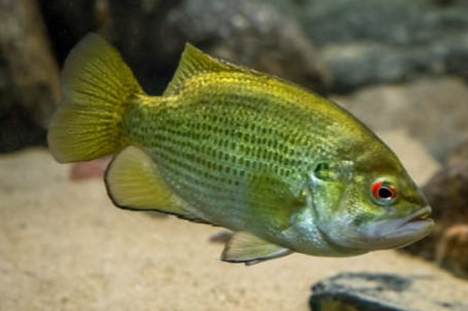 <p>Rock bass</p>