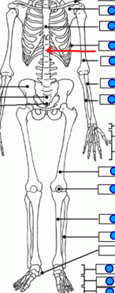 <p>spine in the thoracic region </p>