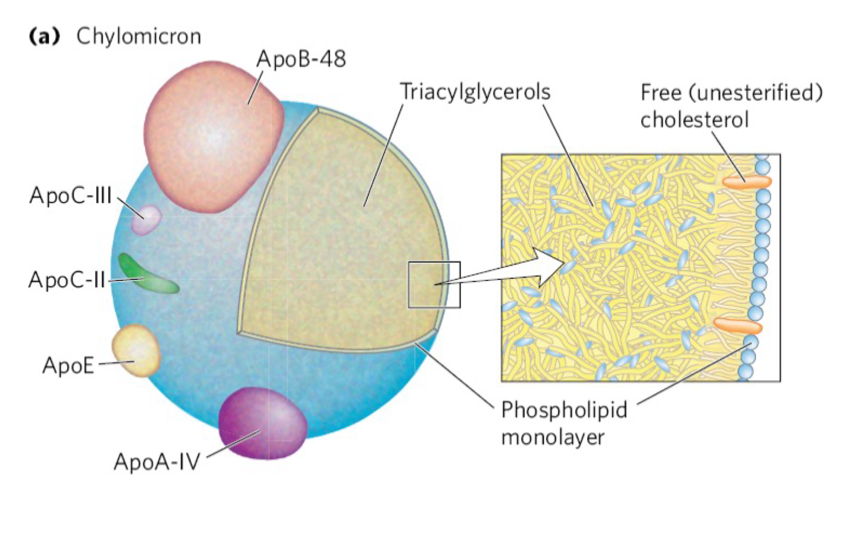 <p>Cholesterol + CE, TAGs, phospholipids, and apolipoproteins form a chylomicron (largest and lowest density LPP containing primarily TAGs with small amount of CE) </p>