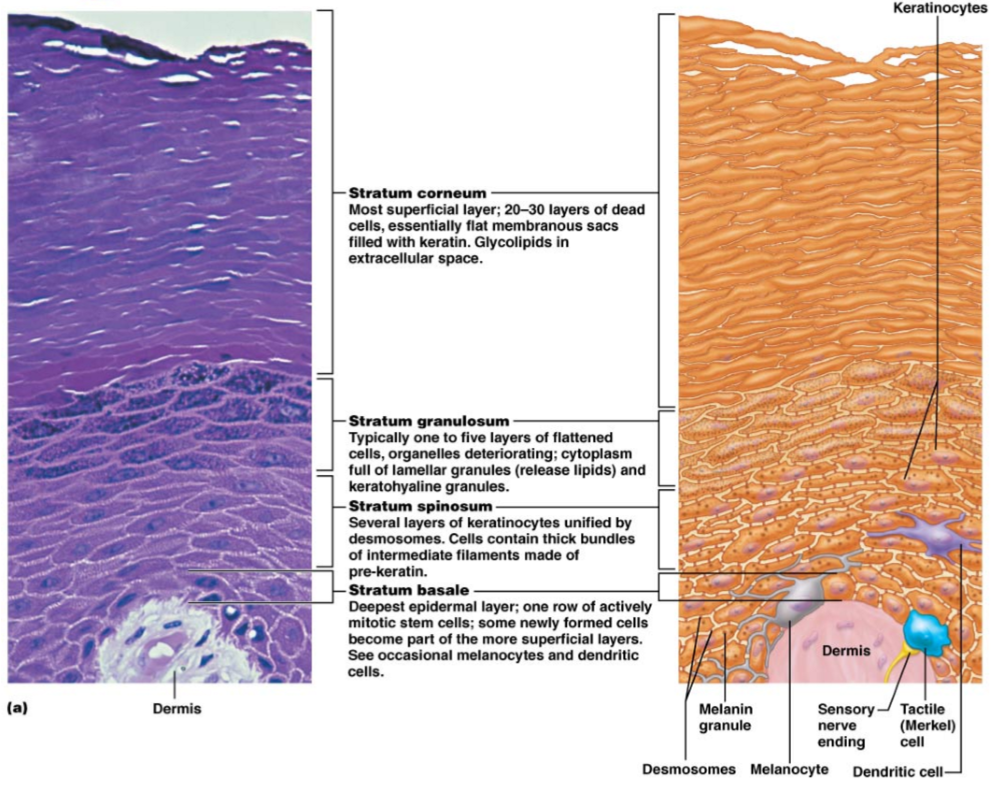 <ol><li><p><strong>Stratum corneum</strong> (h0rny layer) - thickest of epidermal layers, comprised of dead cells</p></li><li><p><strong>Stratum lucidum</strong> (clear layer)</p></li><li><p><strong>Stratum granulosum</strong> (granular layer) - 1-5 layers of flattened cells</p></li><li><p><strong>Stratum spinosum</strong> (prickly layer) - same thickness as stratum granulosum, several layers of keratinocytes unified by desmosomes</p></li><li><p><strong>Stratum basale </strong>(basal layer) - 1 layer of newly formed stem cells which push their way upwards superiorly</p></li></ol><p></p>