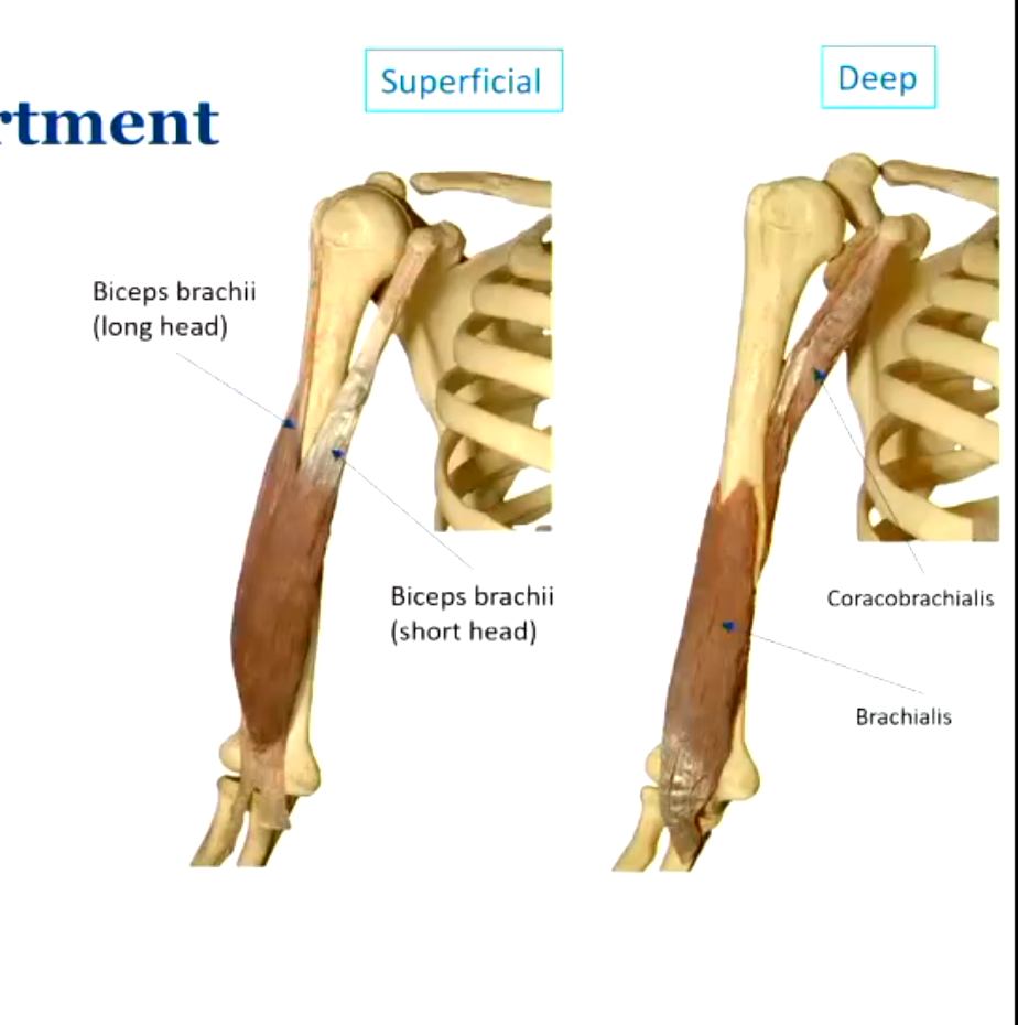 <ul><li><p>biceps brachii (long head and short head)</p></li><li><p>coracobrachialis (connects to coracoid process)</p></li><li><p>brachialis</p></li><li><p>all cross over the anterior aspect of at least one joint and produce flexion</p></li></ul><p></p>