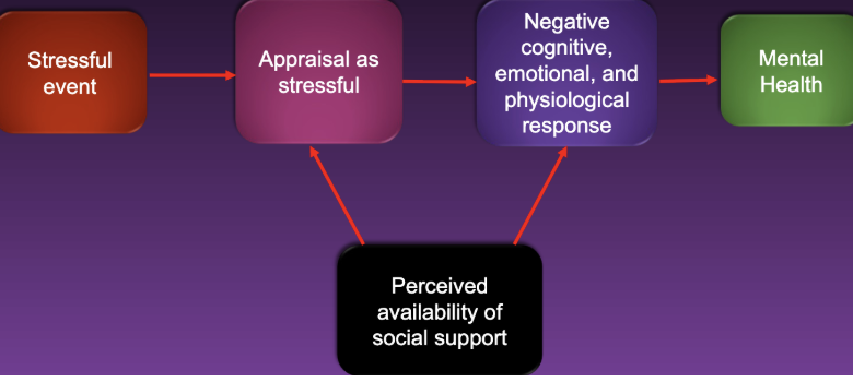 <ul><li><p>Social relationships improve mental health mainly for people who experience high stress</p></li><li><p><u>Perceived availability of social support</u> → decrease appraisal as stressful → lowers negative stress response → improved mental health</p></li><li><p><u>Perceived availability of social support </u>→ lowers negative stress response → improved mental health</p></li></ul><p></p>