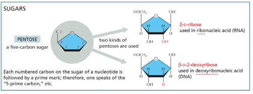 <ol><li><p class="Paragraph SCXW92804032 BCX8" style="text-align: left;"><span style="line-height: 20.925px;"><span>Ribose has a hydroxyl group on its 2-prime carbon </span></span></p></li></ol><ul><li><p class="Paragraph SCXW92804032 BCX8" style="text-align: left;"><span style="line-height: 20.925px;"><span>Sugar is used to make ribose nucleotides (RNA) </span></span></p></li></ul><ol start="2"><li><p class="Paragraph SCXW92804032 BCX8" style="text-align: left;"><span style="line-height: 20.925px;"><span>Deoxyribose is missing the hydroxyl group on its 2-prime carbon </span></span></p></li></ol><ul><li><p class="Paragraph SCXW92804032 BCX8" style="text-align: left;"><span style="line-height: 20.925px;"><span>Sugar is used to make deoxyribose nucleotides (DNA) </span></span></p></li></ul><p></p>