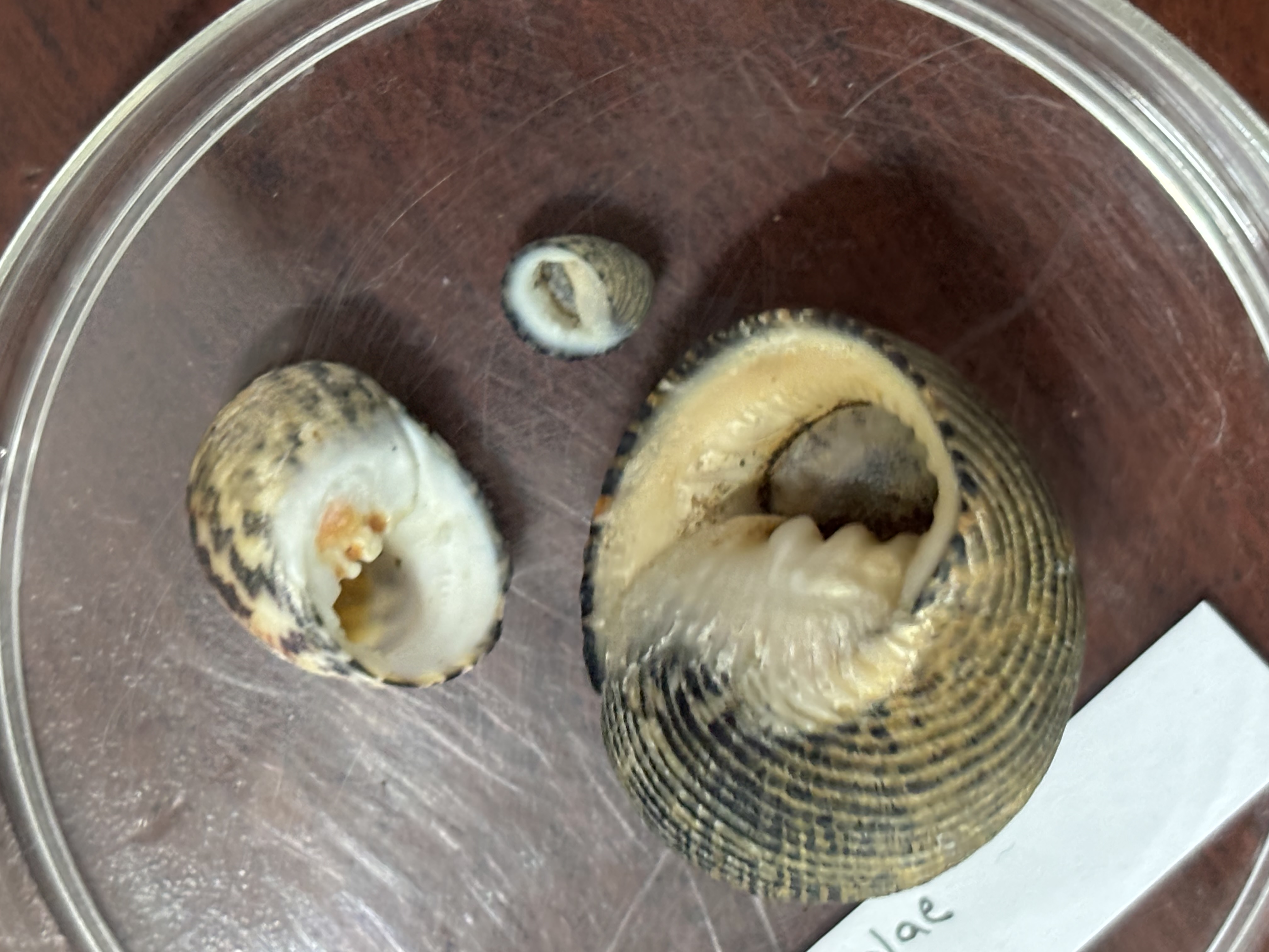 <p><strong>FILO<br>CLASE</strong><br><strong>SUBCLASE</strong><br><strong>FAMILIA</strong><br><strong>GÉNERO</strong><br><strong>NOMBRE COMÚN<br>CARACTERÍSTICAS</strong><br><strong>RÁDULA<br>ALIMENTACIÓN<br>HÁBITAT</strong></p>