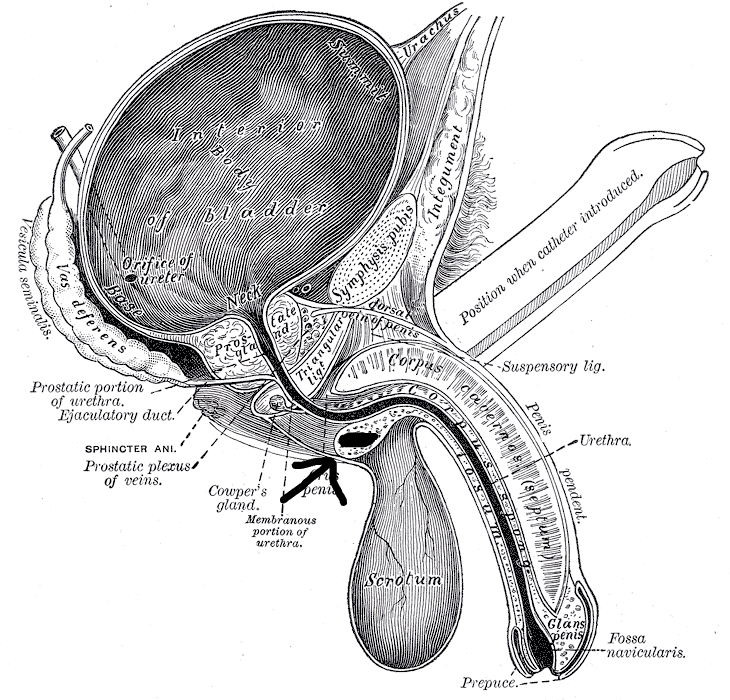 <p>enlargement toward the rear of glans; engorges with blood reaches full size after ejaculation; remains clamped in place by contractions of muscles by the vagina and vulva, preventing the male from withdrawing the penis; bulb subsides in 10-15 minutes</p>