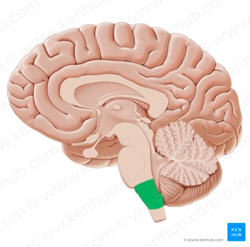 <p>What SPECIFIC REGION controls cardiac, respiratory, and blood pressure control?</p>