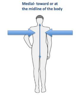 <p>Nearer to the midline of the body </p>