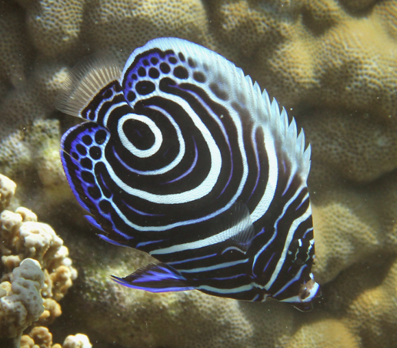 <p>More laterally compressed, often have ontogenetic colour change</p>