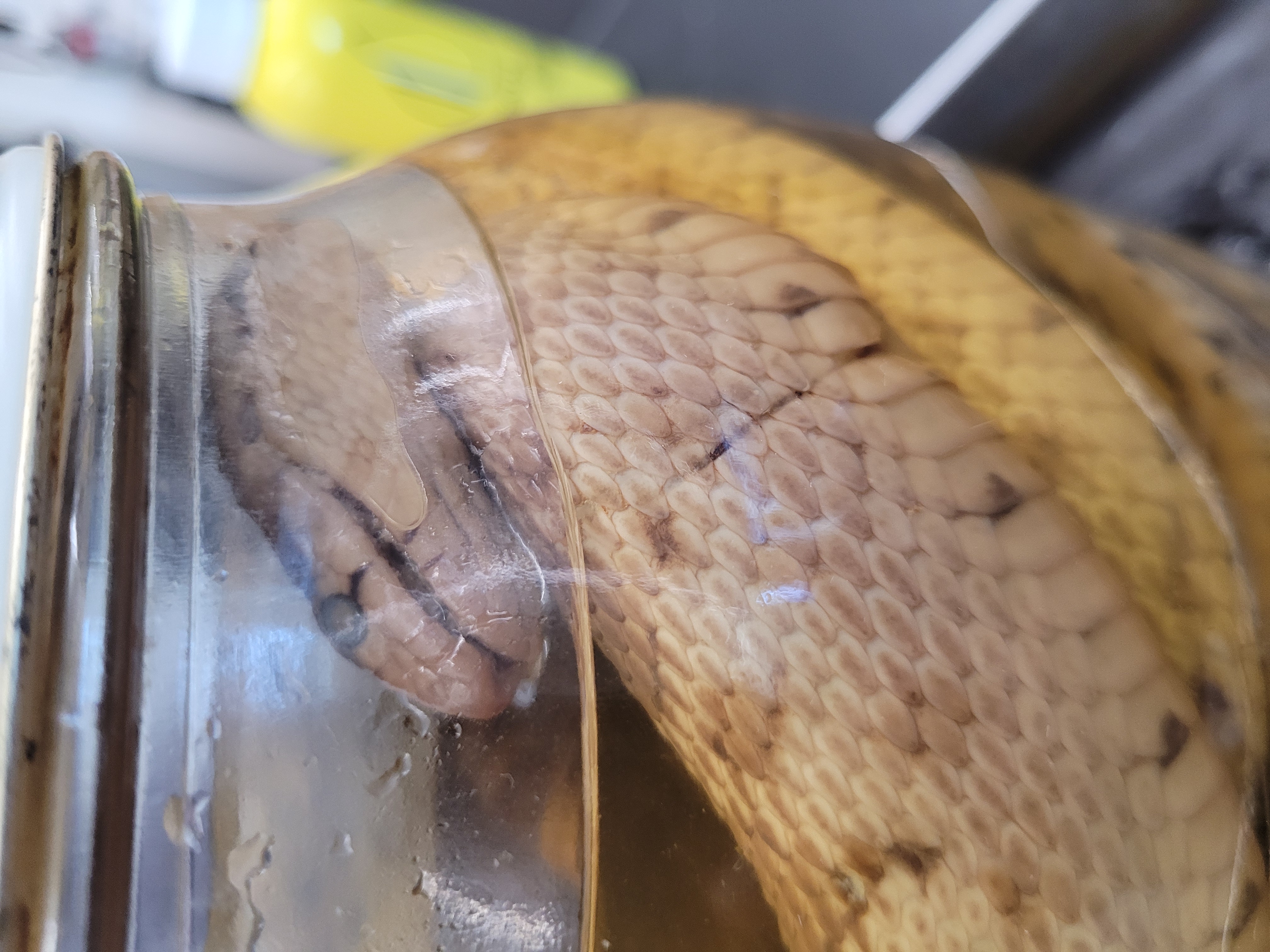 <p>What is this snake</p>
