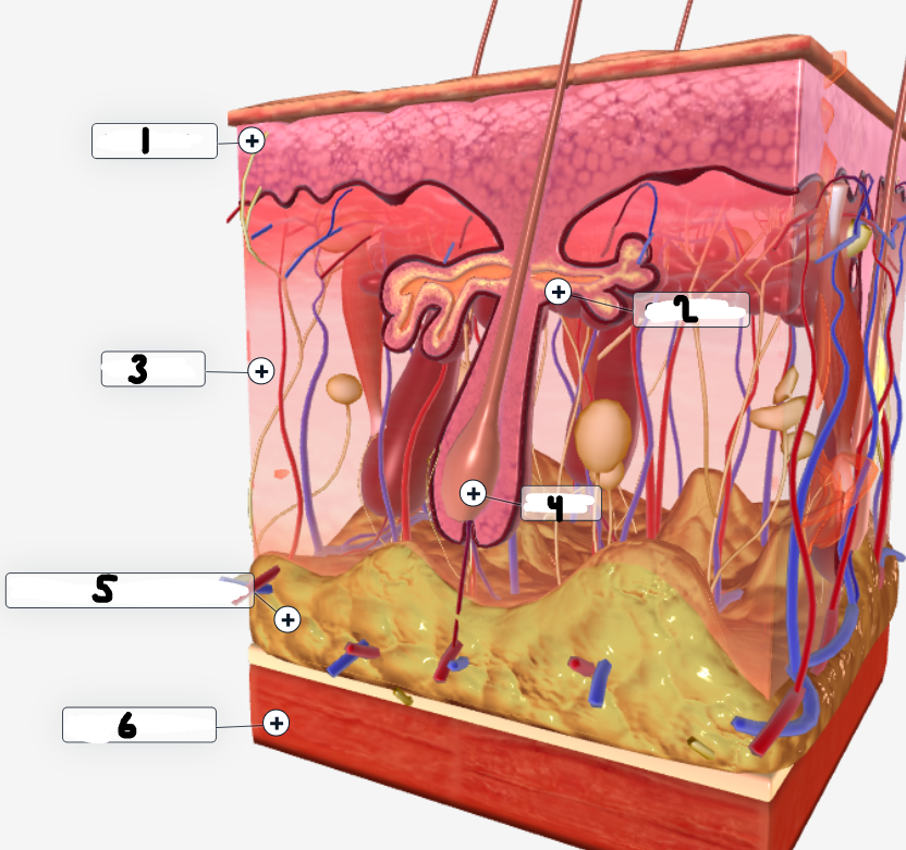 <p>Label the diagram</p>